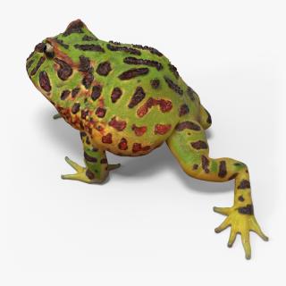 3D model American Horned Frog