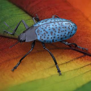 Blue Pleasing Fungus Beetle 3D