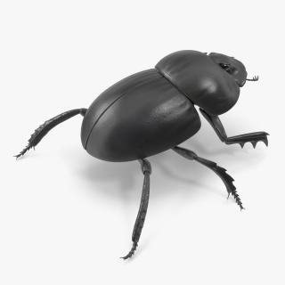 3D model Roller Beetle Rigged