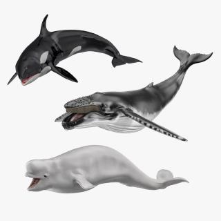 Rigged Whales Collection 3D model