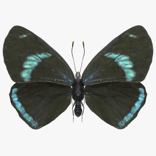 Animated Diaethria Clymena Butterfly Flight Fur 3D