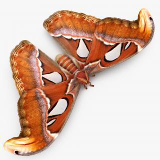 3D model Attacus Atlas Moth Sitting Pose with Fur