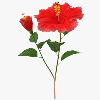 3D Hibiscus Branch with Flower Red