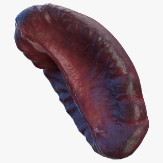 Human Spleen 3D