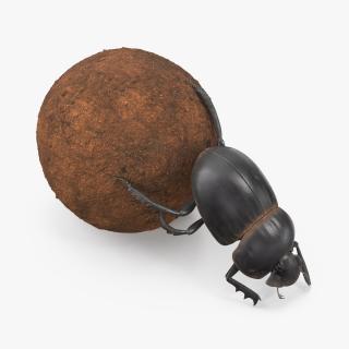 3D Roller Beetle Pushing Sphere Dirt model