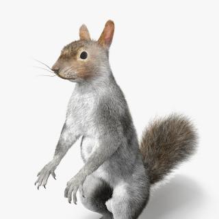 Gray Squirrel in Standing Pose Fur 3D model