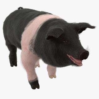 Hampshire Pig Sow with Fur Walking Pose 3D model