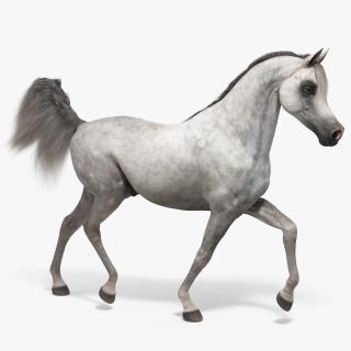 3D Walking Arabian Horse Gray Dappled Fur model