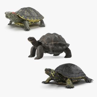 3D model Turtles Collection 4