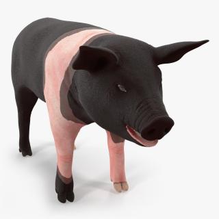 3D model Hampshire Pig Piglet