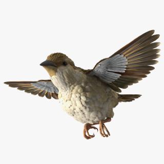 House Sparrow Rigged 2 3D