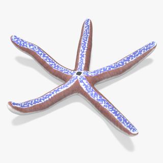 3D Blue Seastar Rigged for Maya model