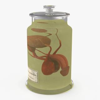 Male Genitalia in Glass Jar 2 3D model