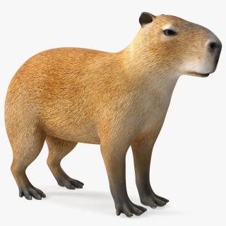 Capybara Rigged for Cinema 4D 3D model