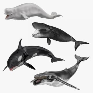 3D Rigged Whales Collection 2