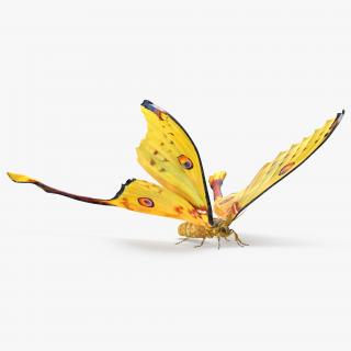 3D model Madagascan Moon Moth