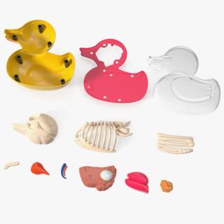 3D Bath Duck Anatomy Parts model