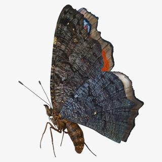3D Aglais io Butterfly Flying Pose
