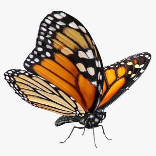 3D Monarch Butterfly with Fur