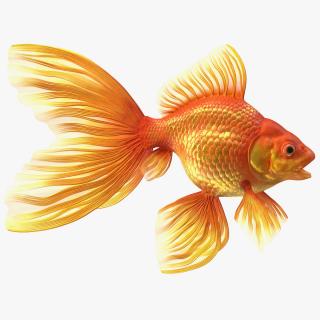 Orange Fancy Fantail Goldfish 3D model