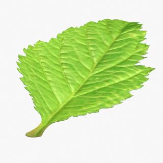 Blackberry Leaf with Fur 3D model