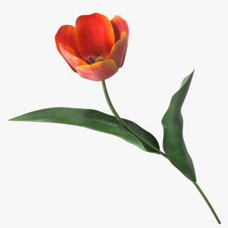 Blooming Red-Yellow Tulip Flower 3D