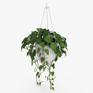 3D model Hanging Potted Plant