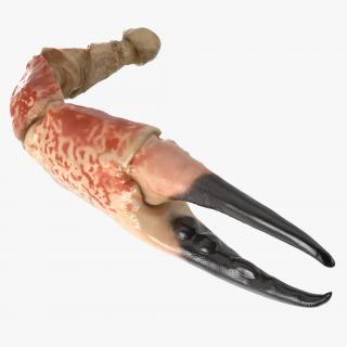 Crab Claw 3D model