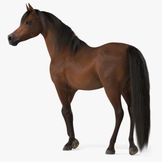 Arabian Horse Brown Stand Pose Fur 3D model