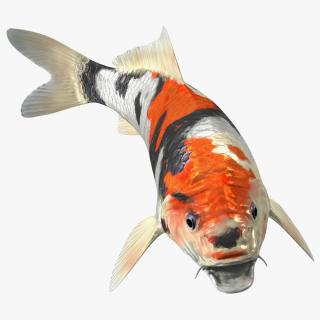 3D Harivake Koi Fish Rigged for Cinema 4D model