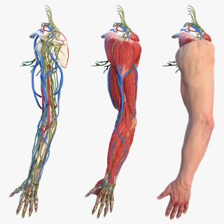 3D model Male Arm Full Anatomy and Skin