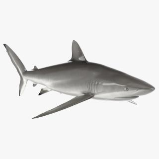 3D Realistic Silky Shark