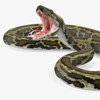 3D model Green Python Snake Attack Pose