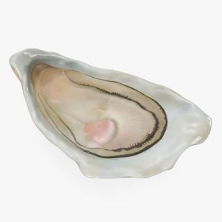 3D Opened Oyster model