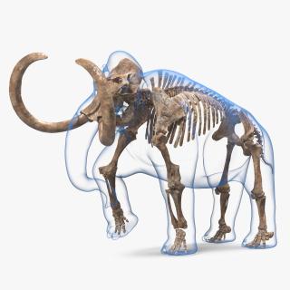 3D model Adult Mammoth Old Skeleton Shell Walking Pose