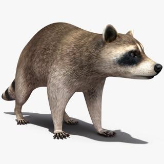 3D model Raccoon Walking Pose