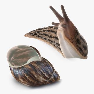 3D Slug with Shell Collection