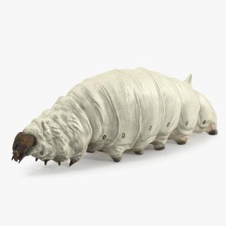 3D model Silkworm White Rigged for Cinema 4D