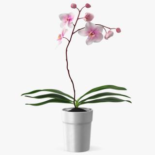 3D model Orchid Pot