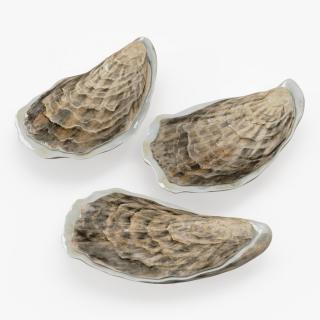 3D model Three Closed Oysters