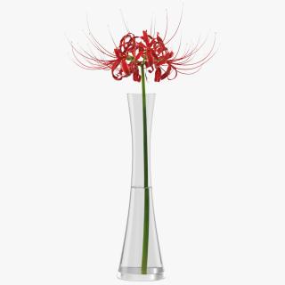 Lycoris Radiata in Glass Vase 3D model