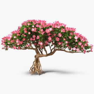 Miniature Bonsai Tree with Flowers 3D model