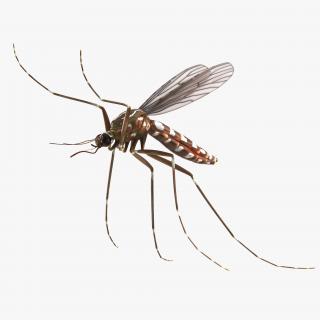 Mosquito Flies 3D model