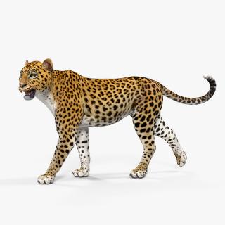 3D model Leopard Walking Pose