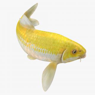 3D Yellow Koi Ogon Fish Swiming Pose model