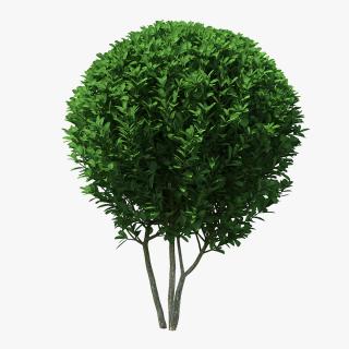 3D Decorative Ball Shaped Boxwood Shrub