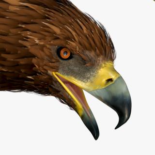 3D Realistic Flying Gurney Eagle 2