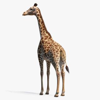 3D model Giraffe Standing Pose Fur