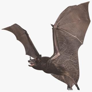 3D Flying Black Bat