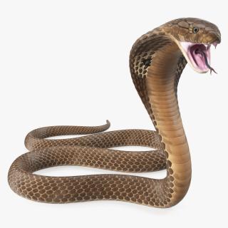 3D Beige Cobra Attack Pose model